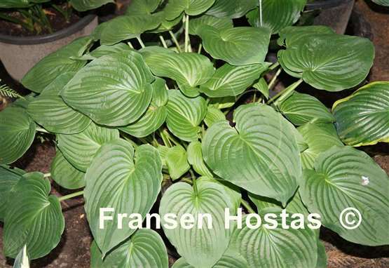 Hosta Bouquet